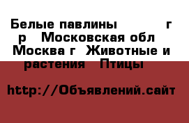 Белые павлины 2016-2017г.р - Московская обл., Москва г. Животные и растения » Птицы   